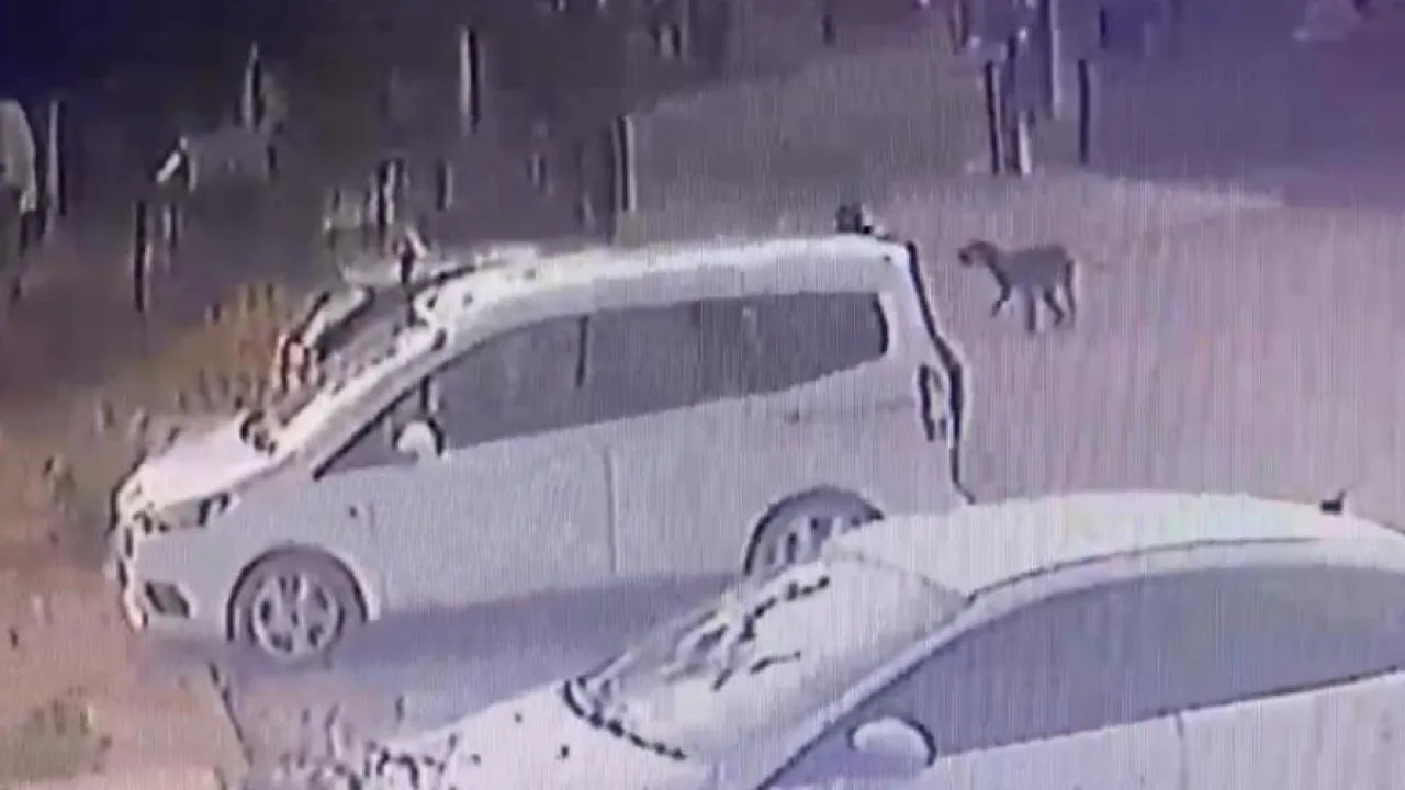 Başıboş sokak köpeklerinin bir çocuğun peşinden koşmasını gösteren görüntü