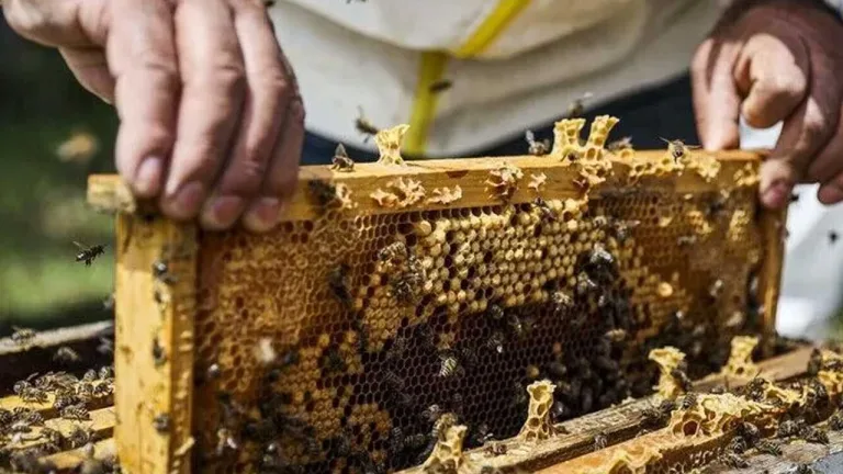 Arıcılık kayıtlarıyla ilgili veteriner dairesi binası veya kayıt masası (görsel detayları haberde verilmemiş).