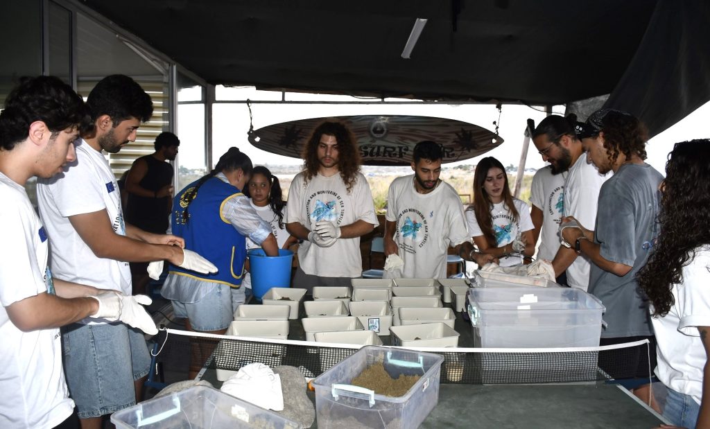 Yavru deniz kaplumbağalarının denize salındığı an