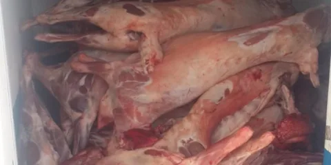 Gümrük yetkililerinin ele geçirilen paketlenmiş et torbalarını kontrol ettiği sahne
