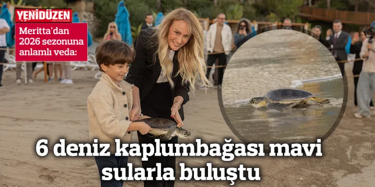 Denizde yüzmeye başlayan altı deniz kaplumbağası, mavi suya doğru ilerliyor