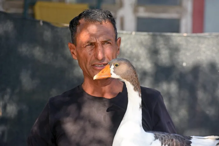 Tümer Debreli kazların etrafında duruyor, elini uzatmış ve onları gözlemliyor