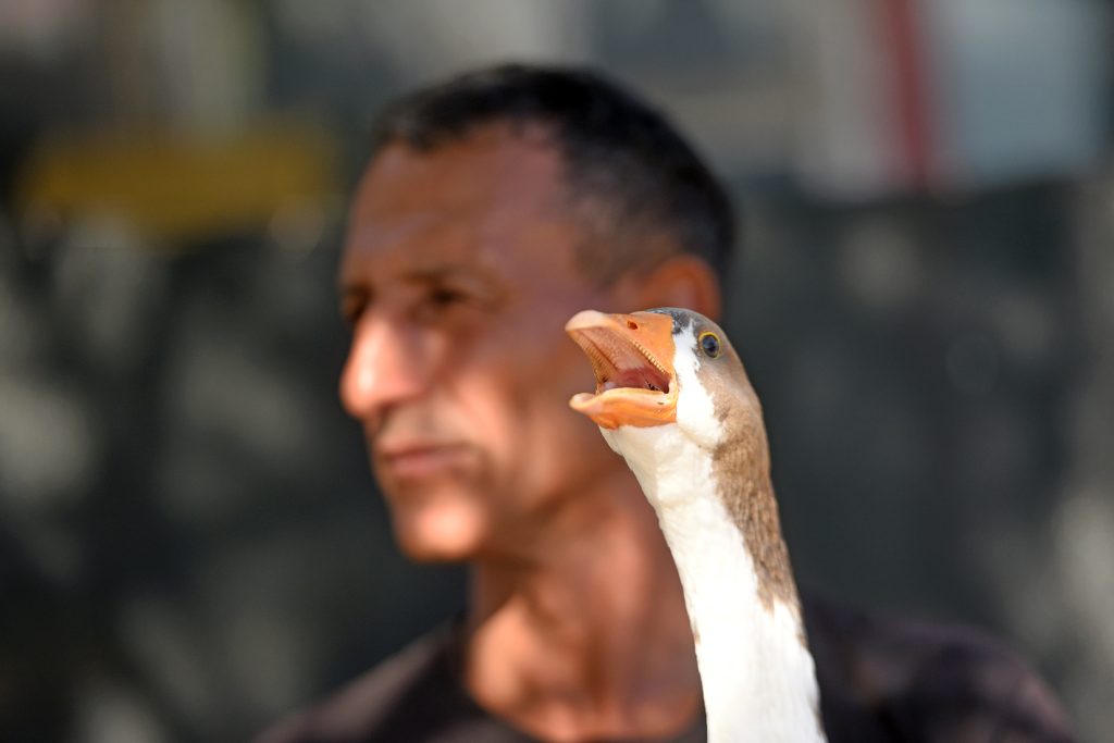 Kazlara fısıldayan adam: Tümer Debreli