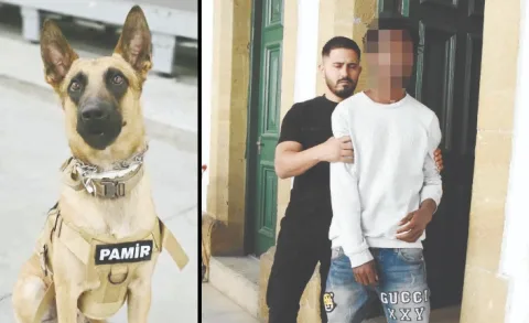 Pamir adlı köpek araştırma yaparken kokusunu kullanıyor