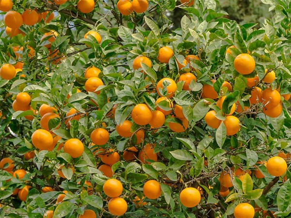 Valensiya türü portakallar için sıkma tesisi başvuruları başladı – BRTK