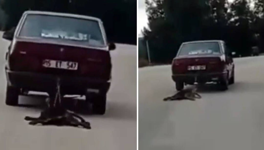 Otomobilin arkasına bağladığı köpeği sürükledi – Son Dakika Türkiye Haberleri