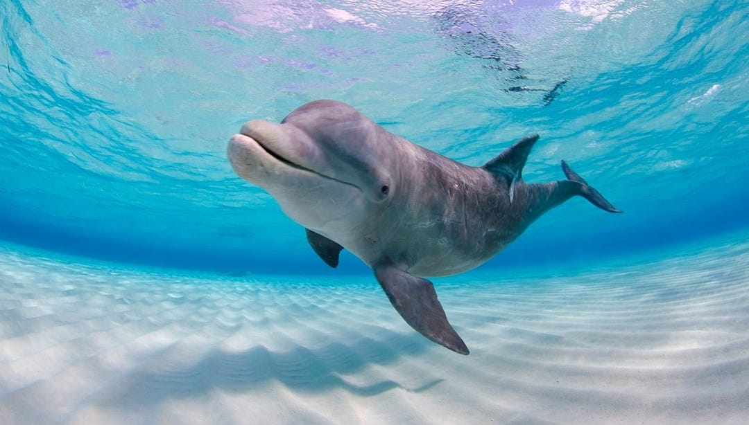 Google’ın yeni yapay zeka modeli: Yunuslarla iletişim kurulabilecek – Son Dakika Dünya Haberleri