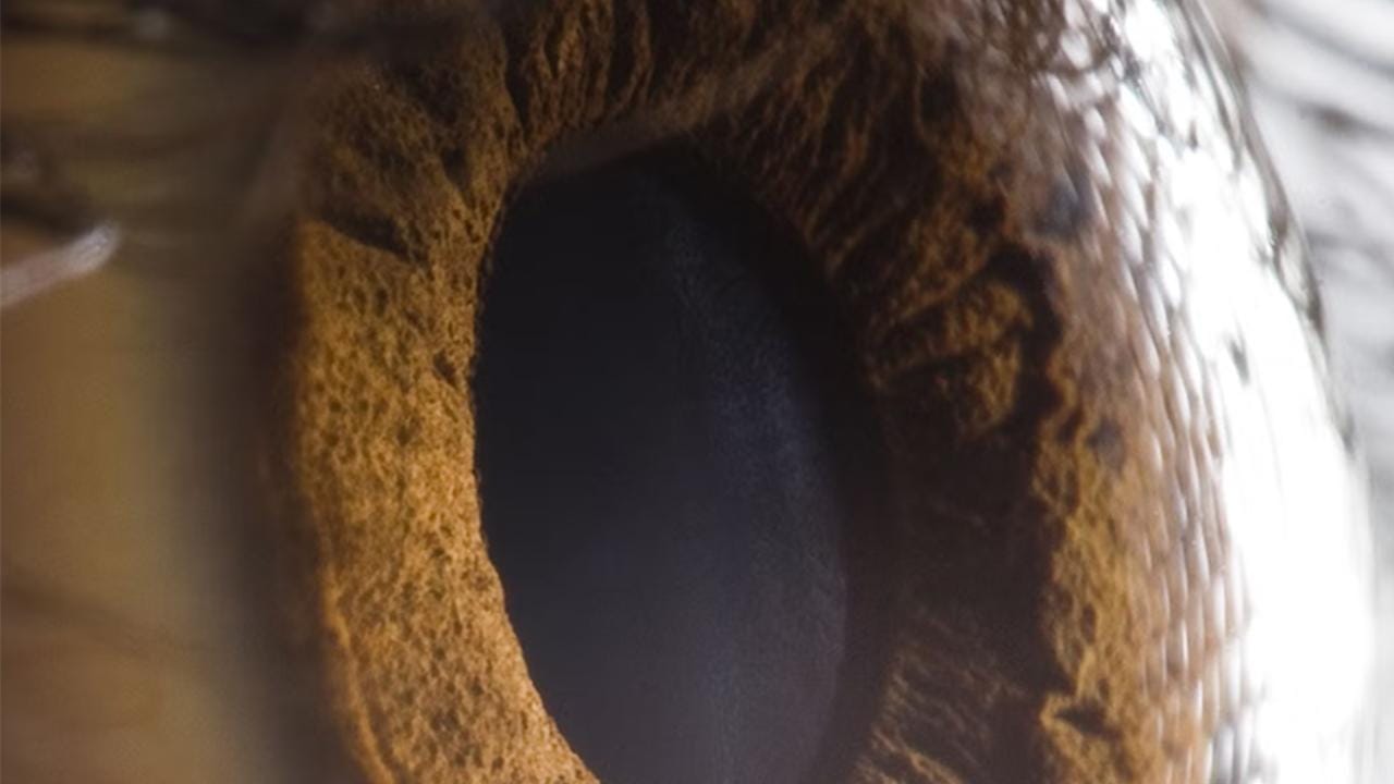 Bilim insanları görmeyi geri getiren ilaç geliştirdi – BRTK