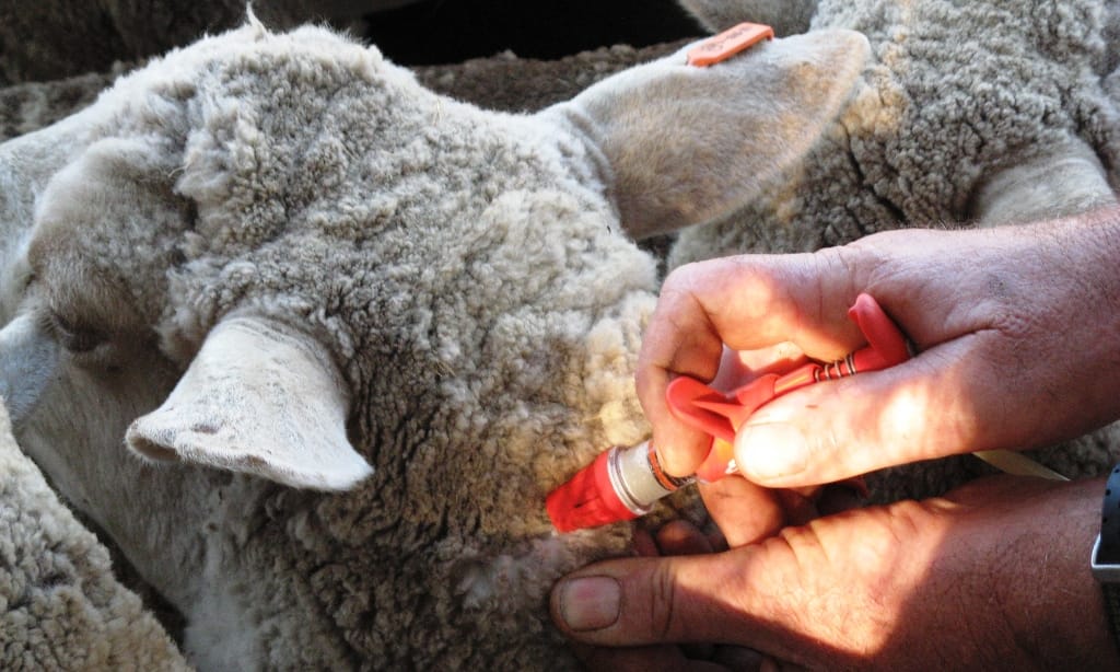 Değirmenlik ve İskele’de Koyun Keçi Çiçeği aşısı uygulanacak – BRTK