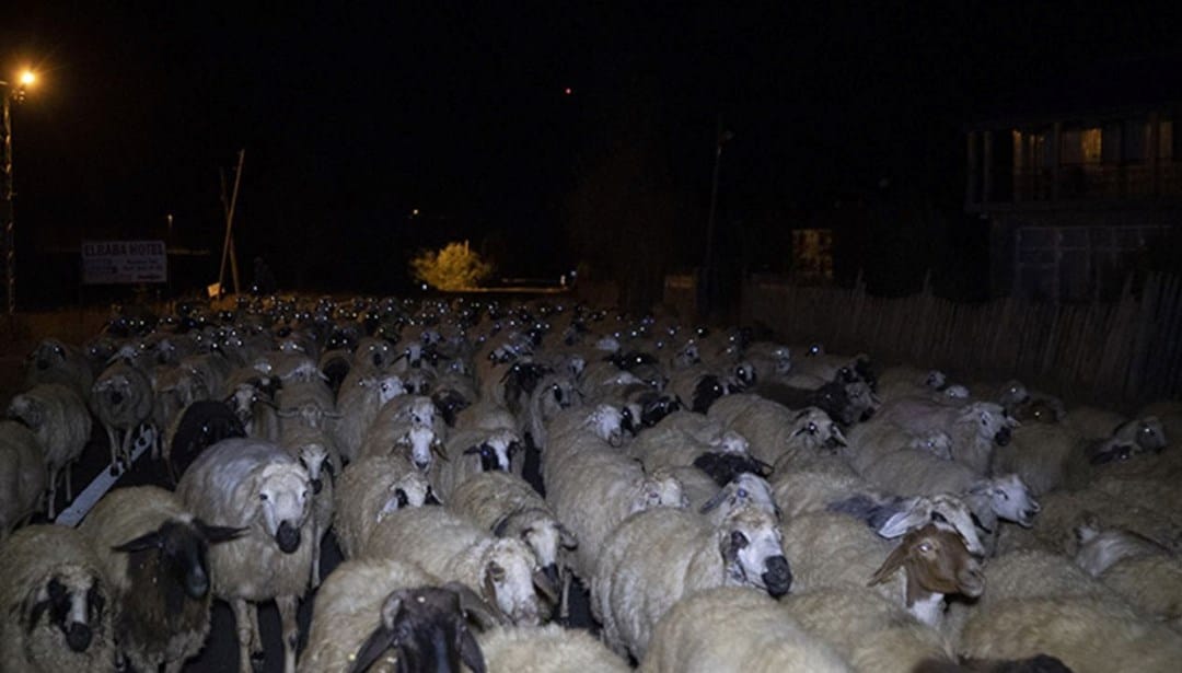 Otomobil sürünün arasına daldı – Son Dakika Türkiye Haberleri