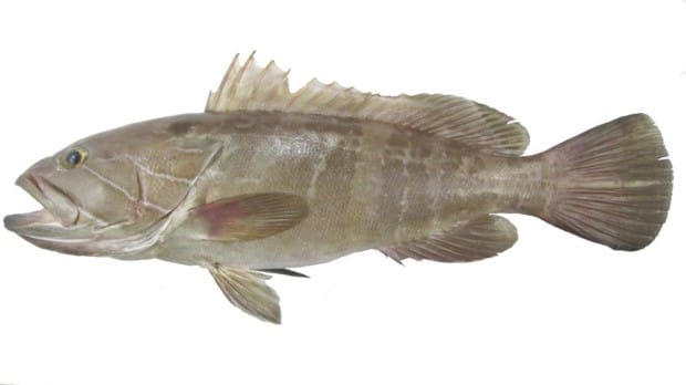 Orfoz ve lahoz türleri için av yasağı başladı – BRTK