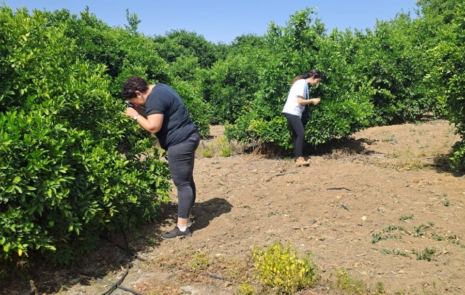 Tarım Dairesi’nden zararlı böcek Diaphorina citri’yle mücadele duyurusu – BRTK