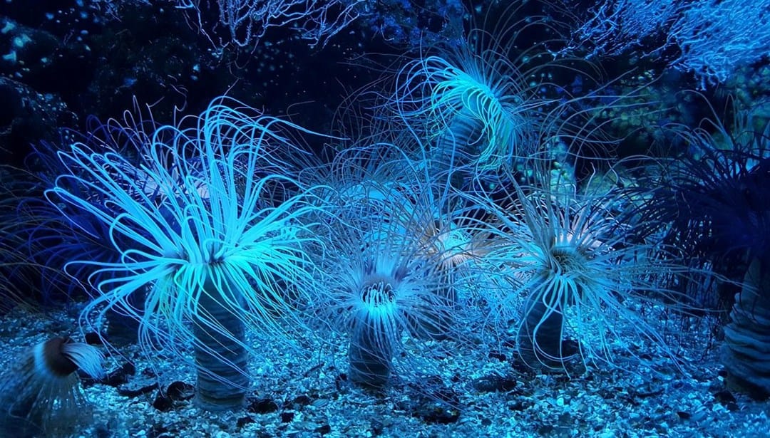 Okyanuslarda yüzlerce “dev virüs” tespit edildi – Son Dakika Teknoloji Haberleri