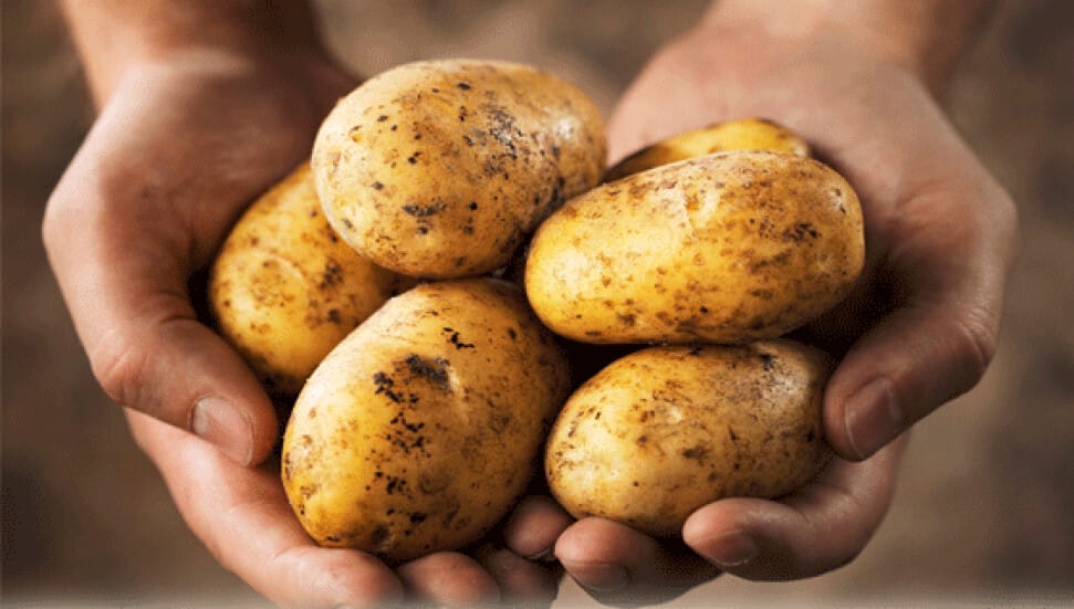 İlkbahar patates beyanlarına itirazlar için son gün 27 Haziran – BRTK