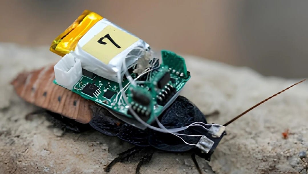 Siborg böcekler çağı geliyor: Hamamböceklerine kask takıldı – Son Dakika Teknoloji Haberleri