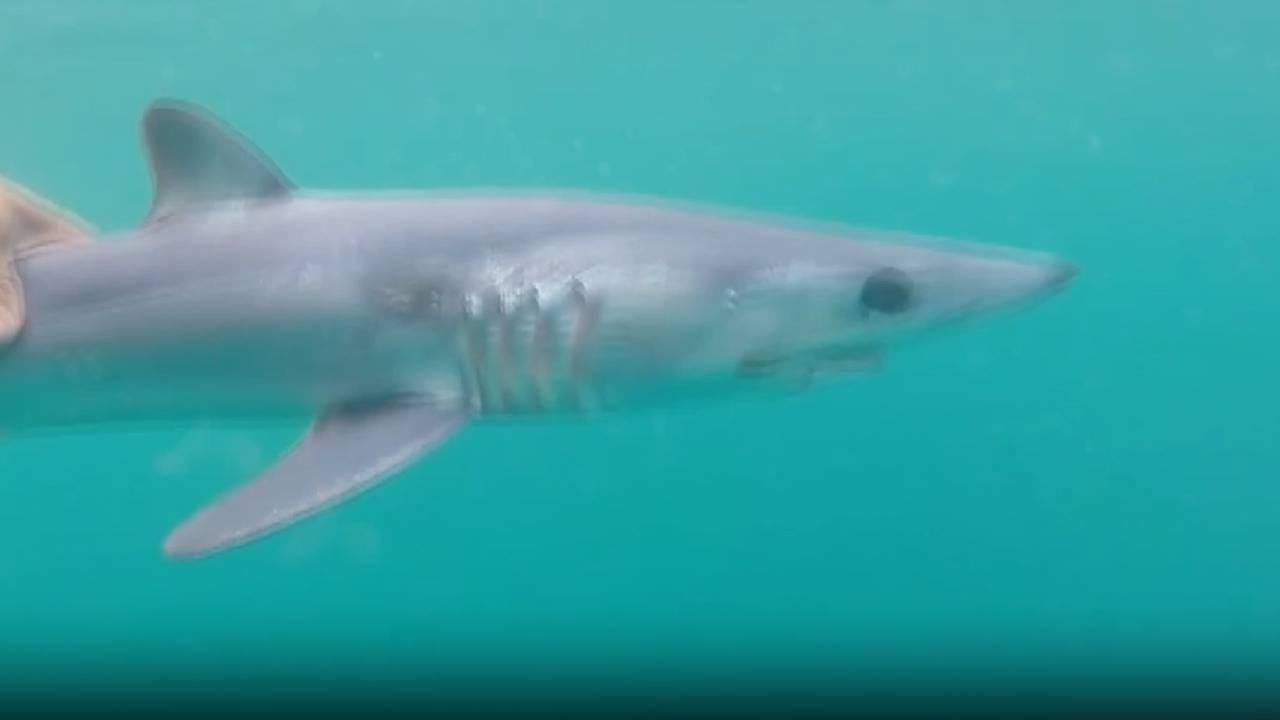 Akdeniz ve Ege’deki köpek balıkları saldırgan mı?