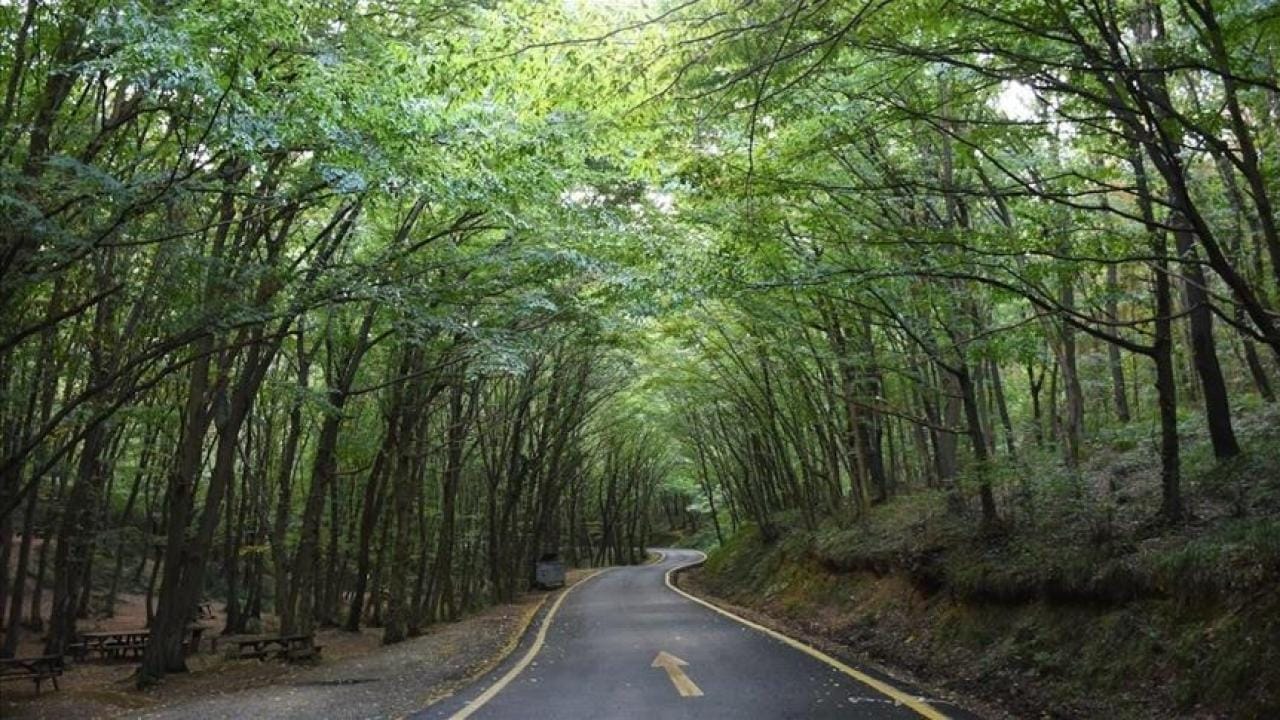 İstanbul’da ormanlık alanlara girişler yasaklandı