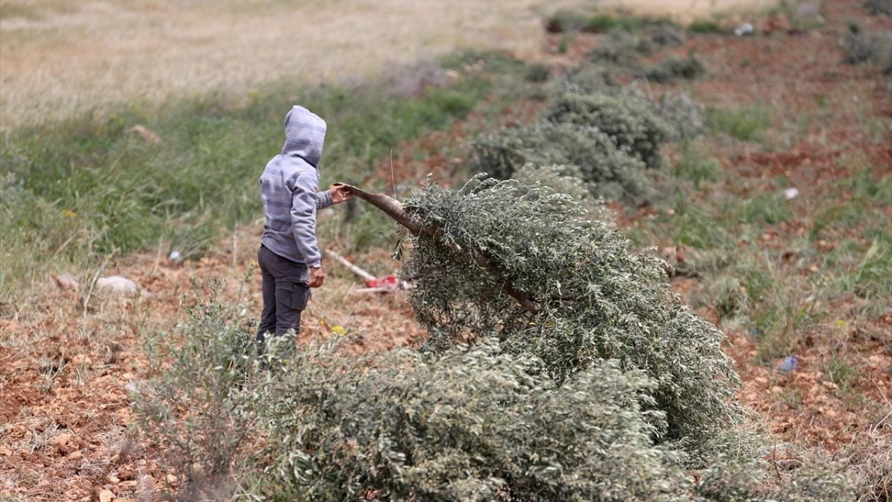 Filistin topraklarını gasbeden İsrailliler yüzlerce ağacı söktü