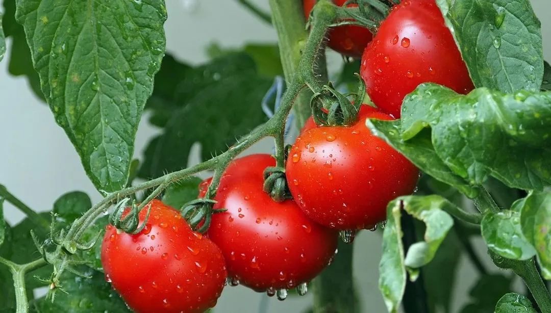 Domatesler milyonlarca yıl geri gitti: “İnsanlarda da yaşanabilir” – Son Dakika Teknoloji Haberleri