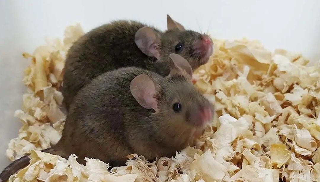 Genetikte devrim: İki babadan dünyaya gelen farelerin yavruları oldu – Son Dakika Teknoloji Haberleri