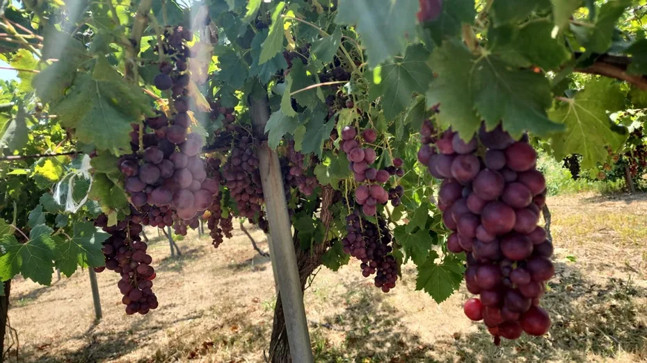 TAE, bağcılığın geliştirilebilmesi amacıyla 6’sı yeni 12 sofralık üzüm çeşidini denemeye aldı – BRTK