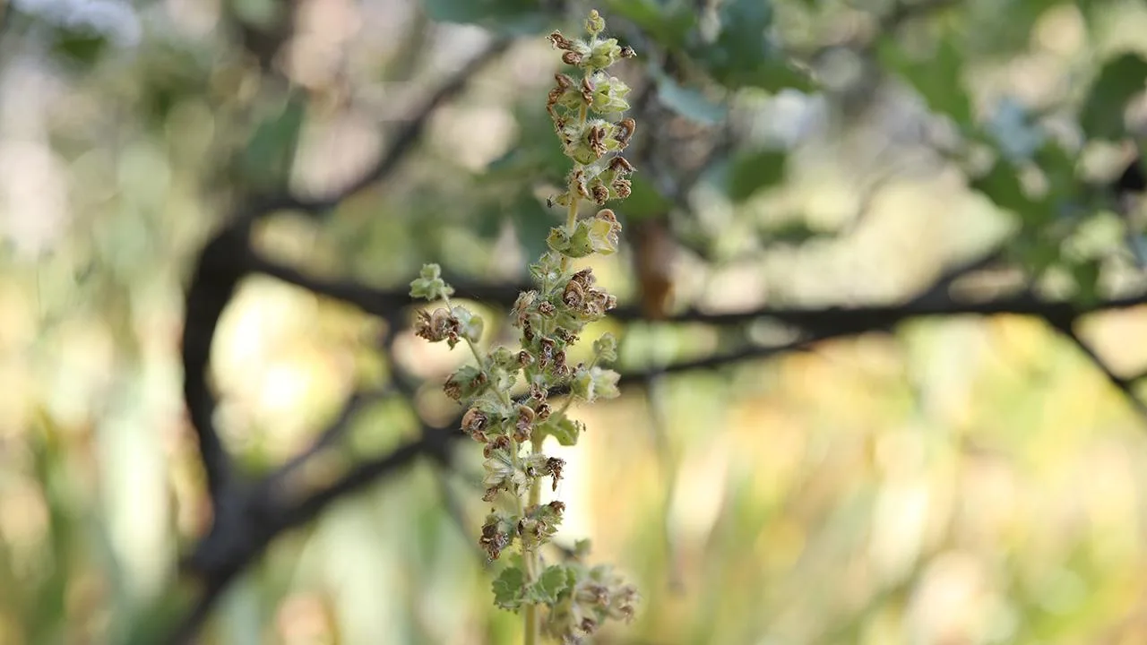 Bu bitkiyi koparana 557 bin 212 lira ceza kesiliyor