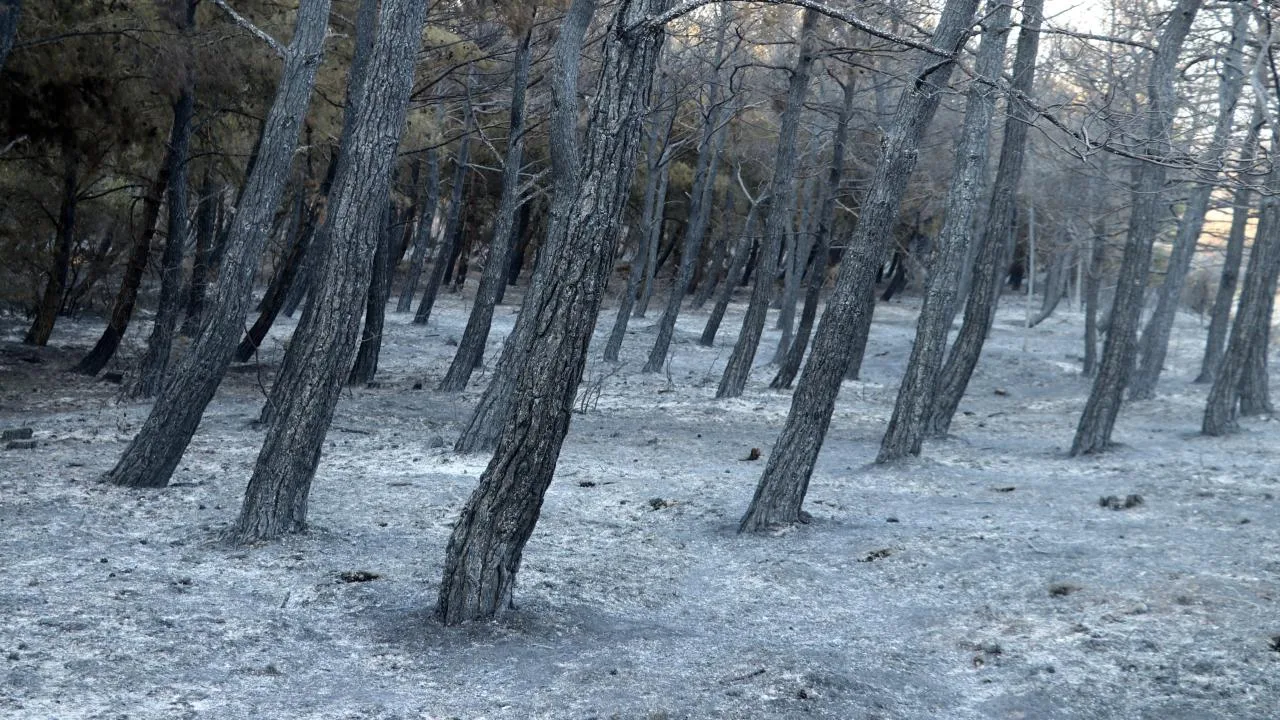 Tekirdağ’daki orman yangını kontrol altında