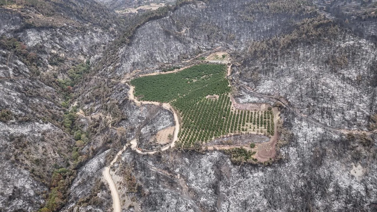 Orman yangınının ortasında kalan nektarin bahçesi zarar görmedi