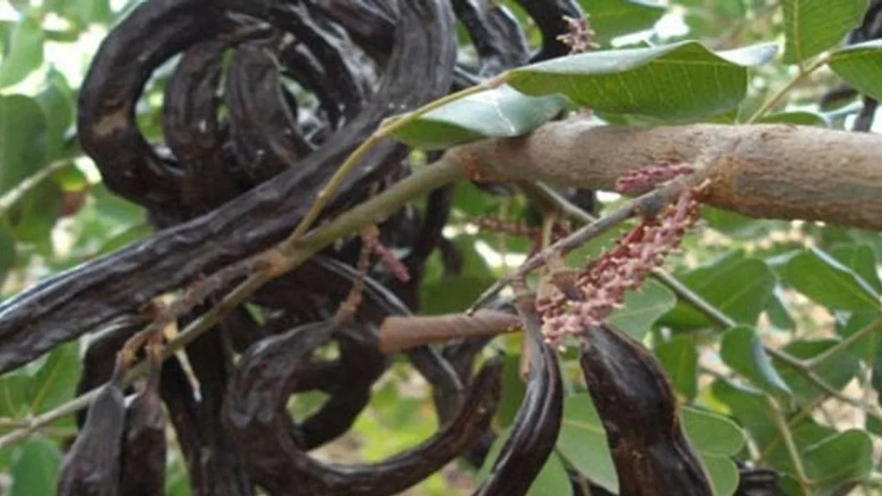 15 Ağustos’tan itibaren İskele bölgesinde harup toplanabilecek – BRTK