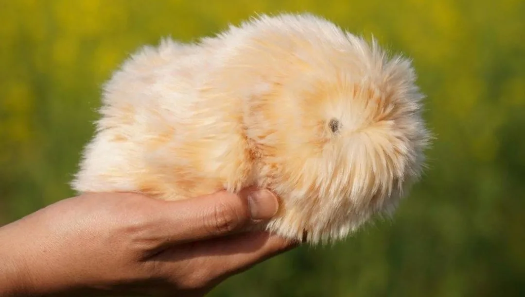 Japonya’da robot hayvan çılgınlığı: “4 milyon kişiliği var” – Son Dakika Teknoloji Haberleri