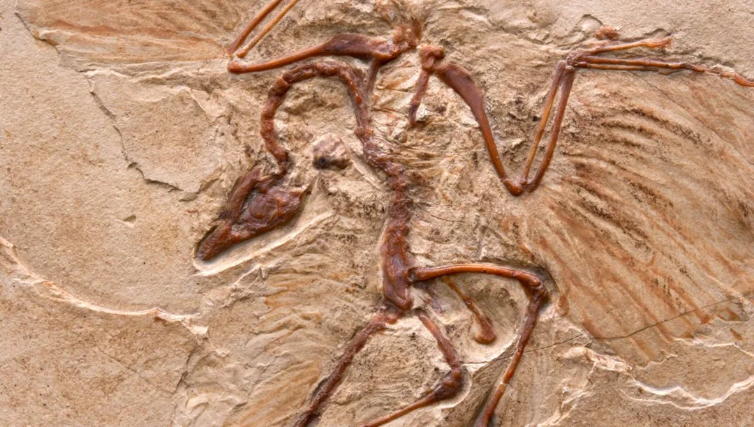 Çin’de yeni bir dinozor türü keşfedildi