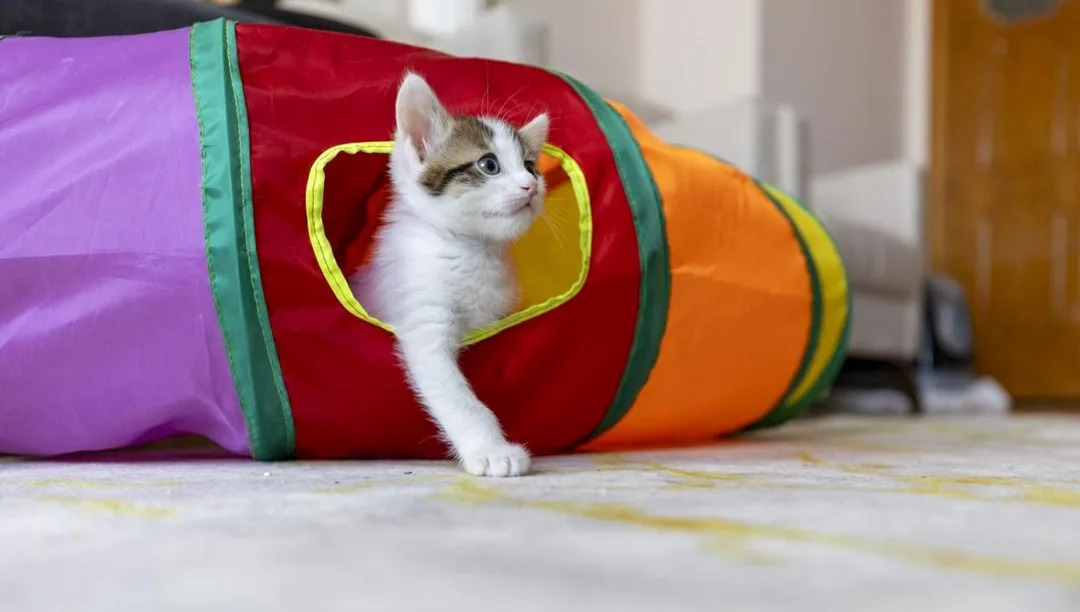 Kanser tedavisinde yeni umut kediler – Son Dakika Teknoloji Haberleri