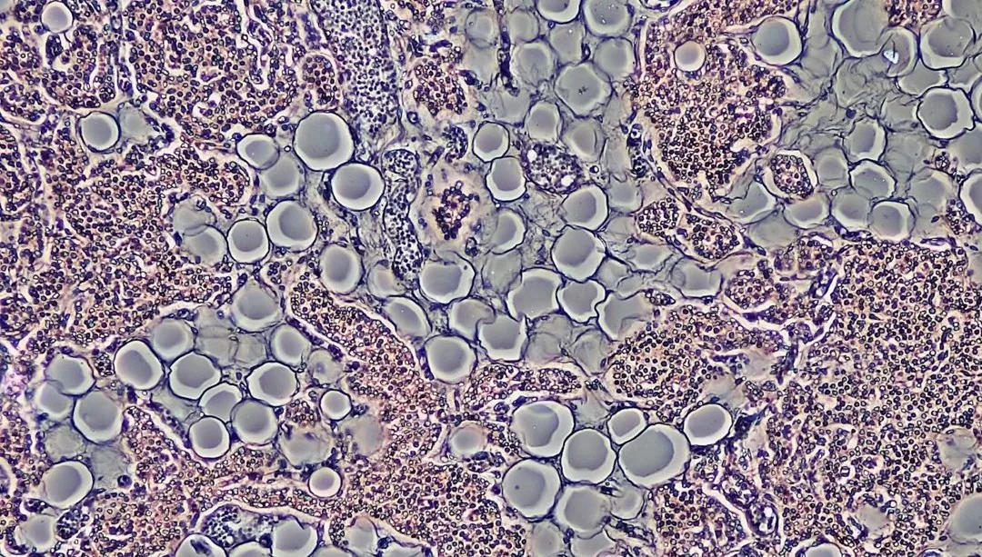 Laboratuvarda ilk canlı insan derisi geliştirildi – Son Dakika Teknoloji Haberleri