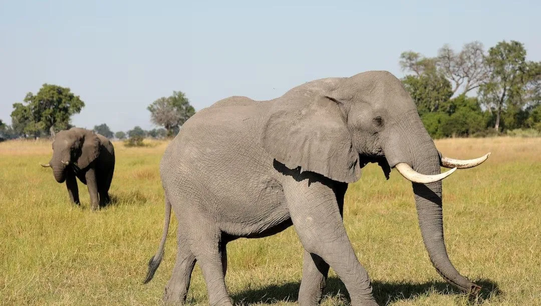 Filler insanlarla yıllardır iletişim kurmaya çalışıyormuş – Son Dakika Teknoloji Haberleri