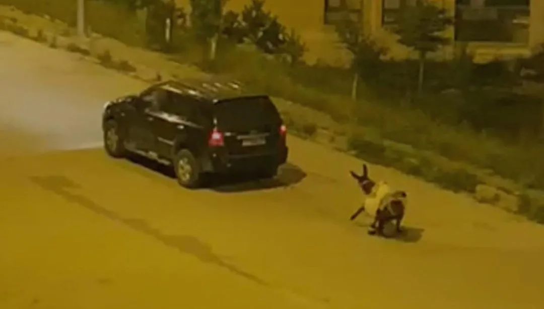 Eşeği otomobilin arkasında sürükledi – Son Dakika Türkiye Haberleri