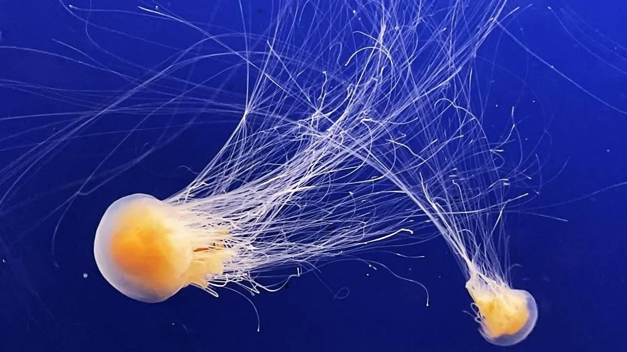 Fransa’da nükleer denizanası alarmı: Dört reaktör kapatıldı