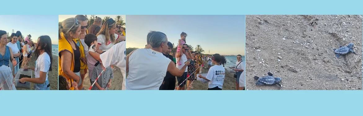 Yavru kaplumbağalar denizle buluştu – BRTK