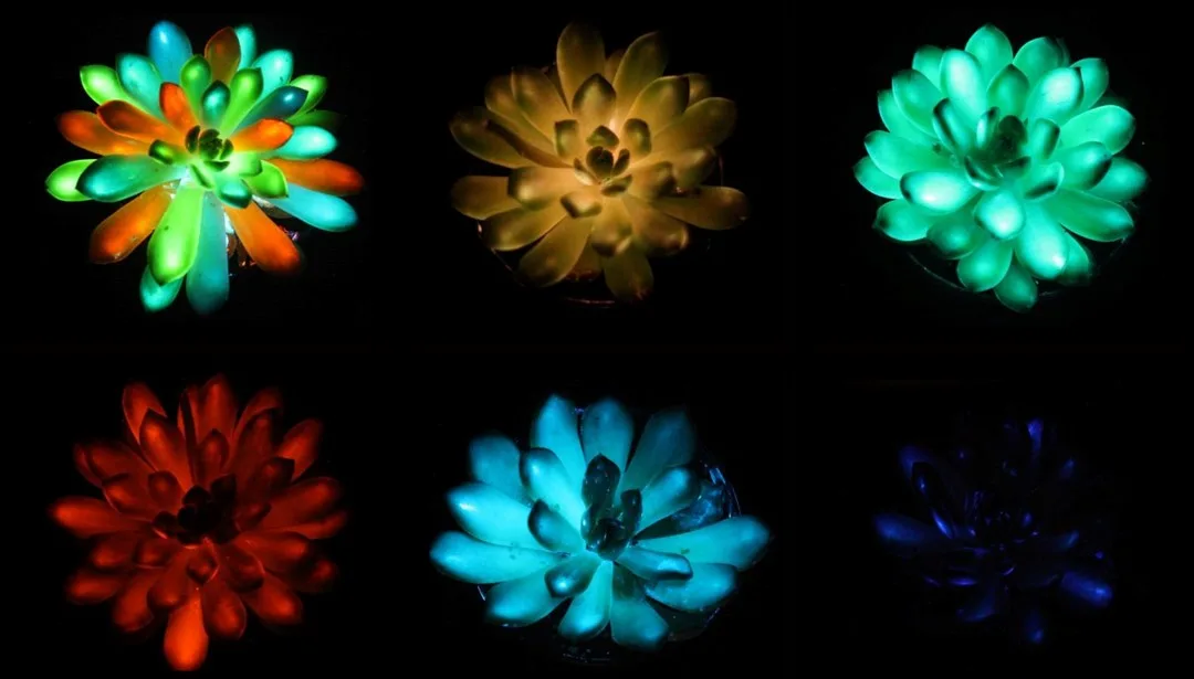 Çinli araştırmacılar “ışık yayan bitki” üretti: Güneş ışığını emiyor – Son Dakika Teknoloji Haberleri