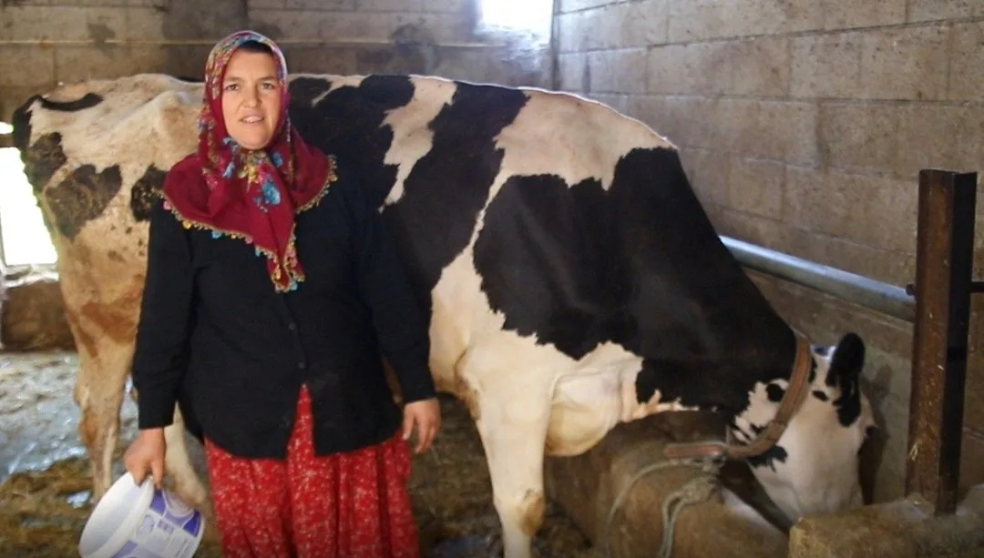 2 inekle başladı, sayıyı 17’ye çıkardı: Sıfır kilometre otomobil sahibi oldu – Son Dakika Türkiye Haberleri