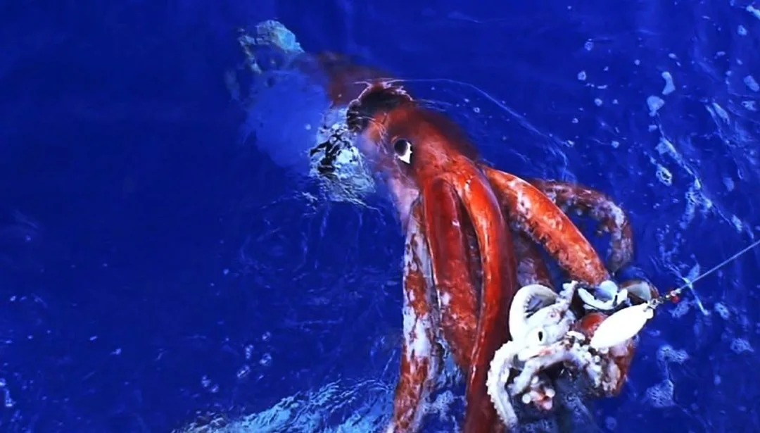 Mürekkep balıkları, çocuklara yönelik zeka testini geçti – Son Dakika Teknoloji Haberleri