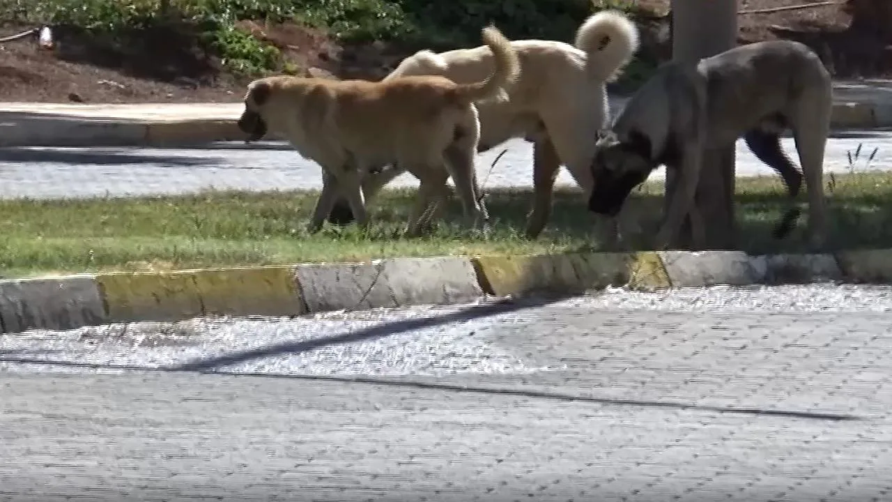Başıboş köpekler Harran Üniversitesi’ni mesken tuttu