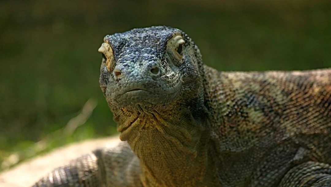 Selanik’te dev “ejder” bulundu | NTV Haber