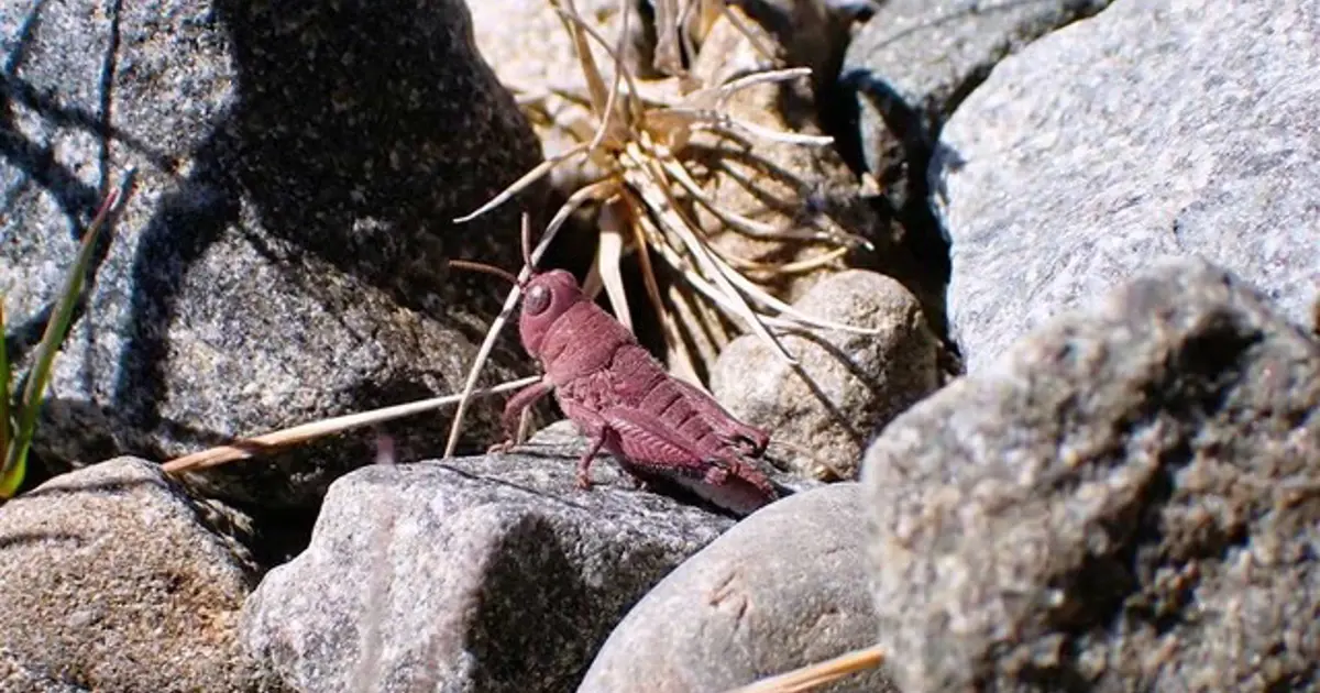 Çok nadir görülen pembe çekirge fotoğraflandı: “Tarih öncesinden kalmış gibi”