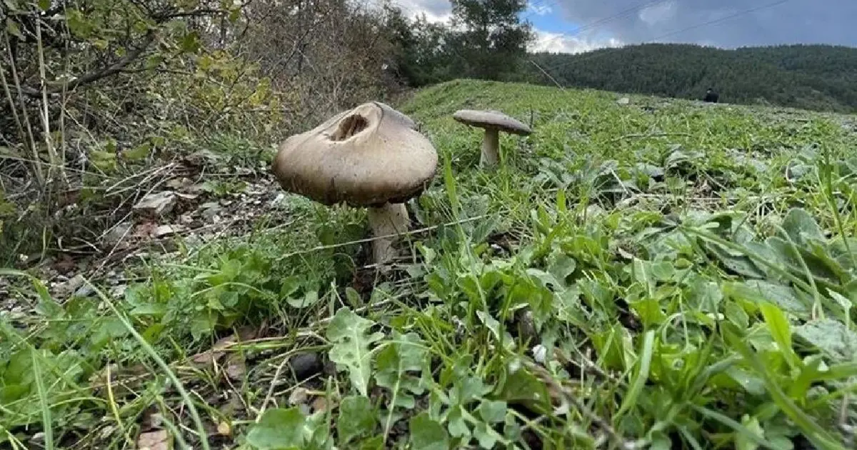 Bilgisayarların geleceği mantarlar. Bilimkurgu gerçeğe dönüşüyor