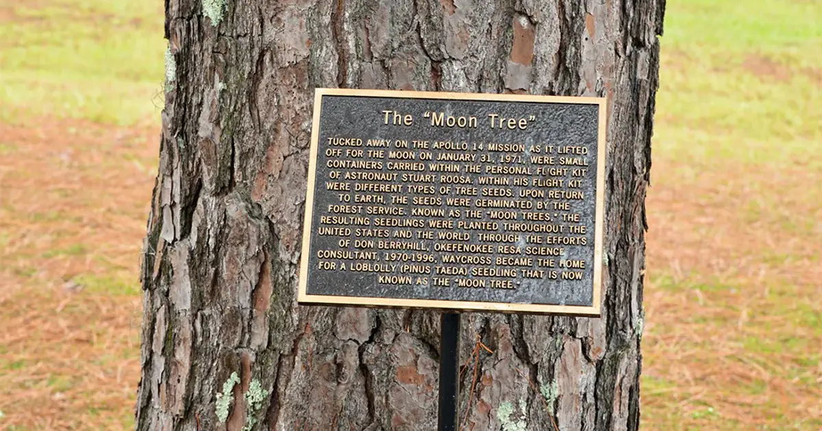 NASA, Ay’dan gelen “kayıp ağaçları” arıyor